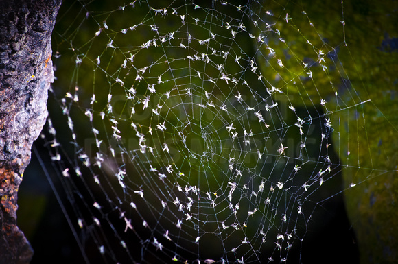 spiderweb 8139